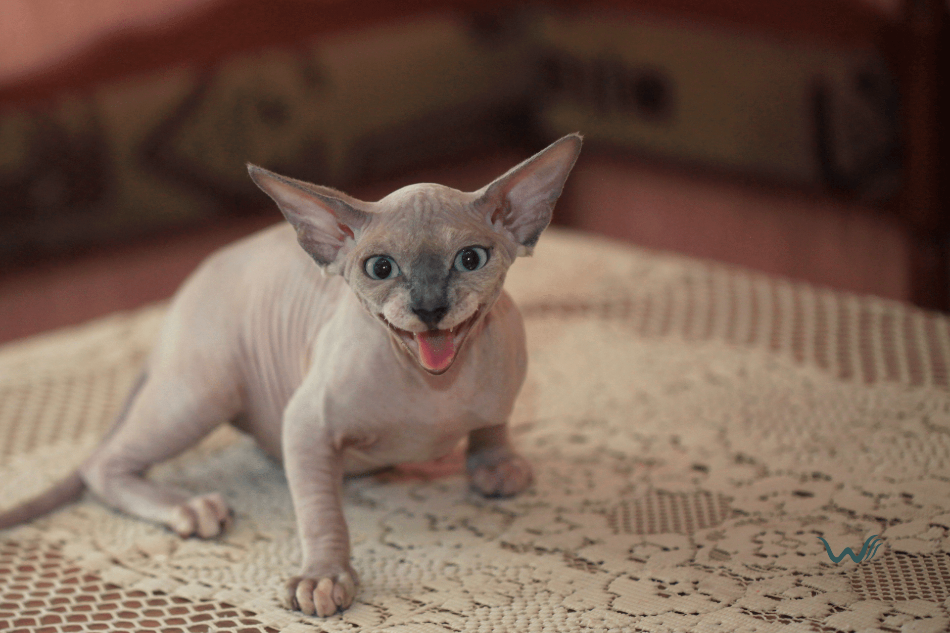 The Ultimate Guide To Hairless Dogs And Cats Wellness Wag
