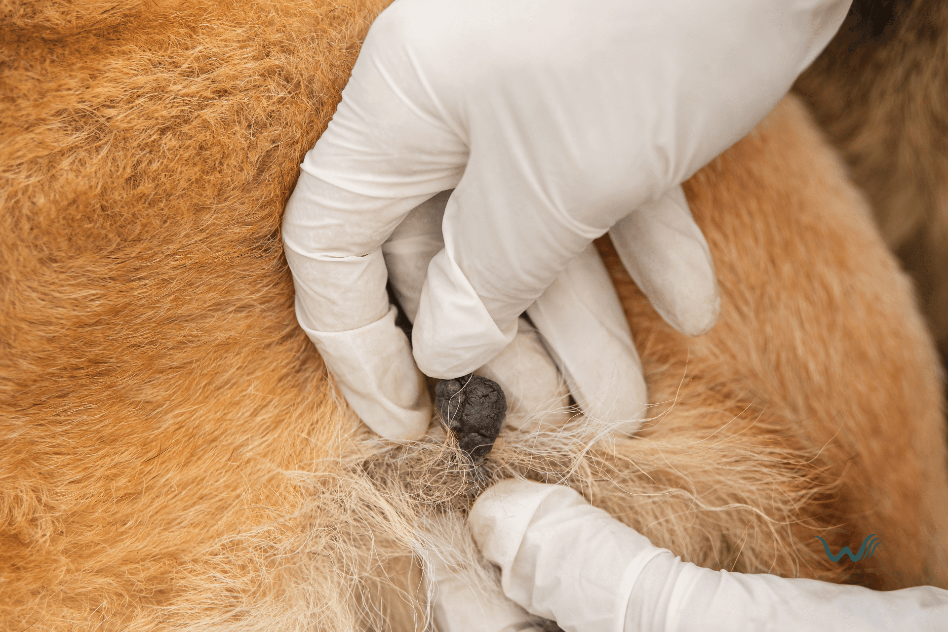 What Can Cause Warts On Dogs? Wellness Wag